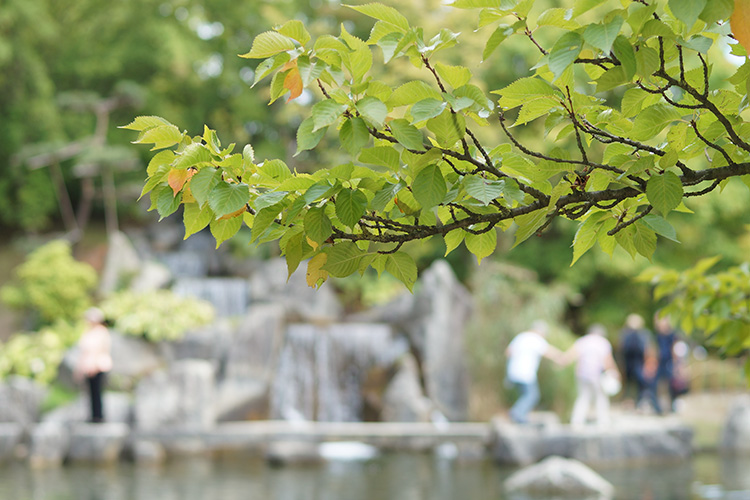 Der Japanische Garten in Hasselt hat einiges zu bieten. Von schönen Rundwegen hin zu klassischen Zeremonien und Workshops.