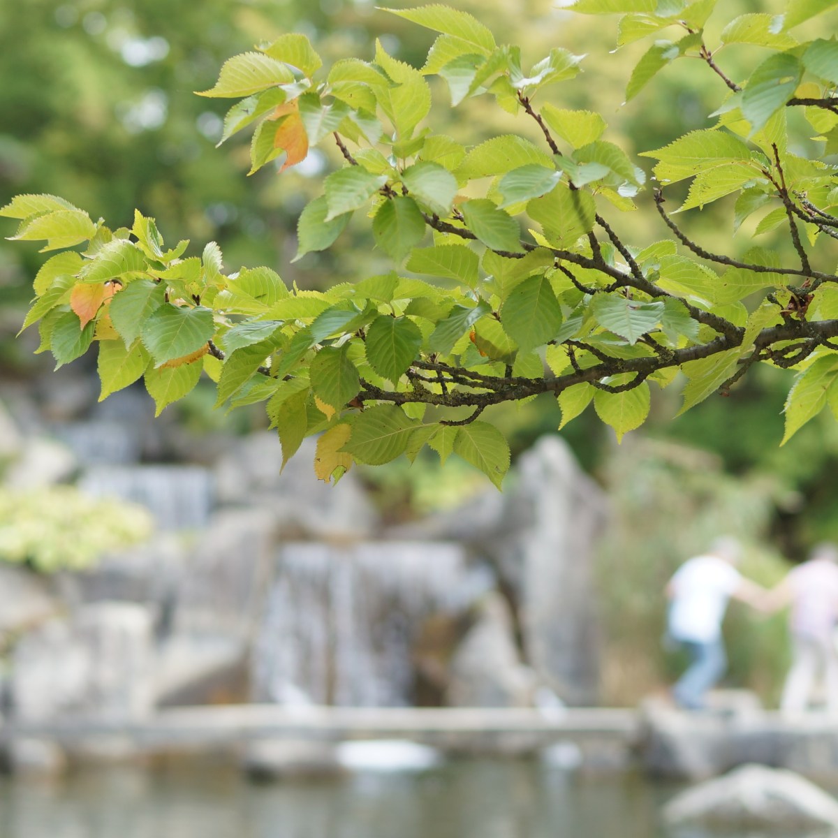 Japanischer Garten in&nbsp;Hasselt